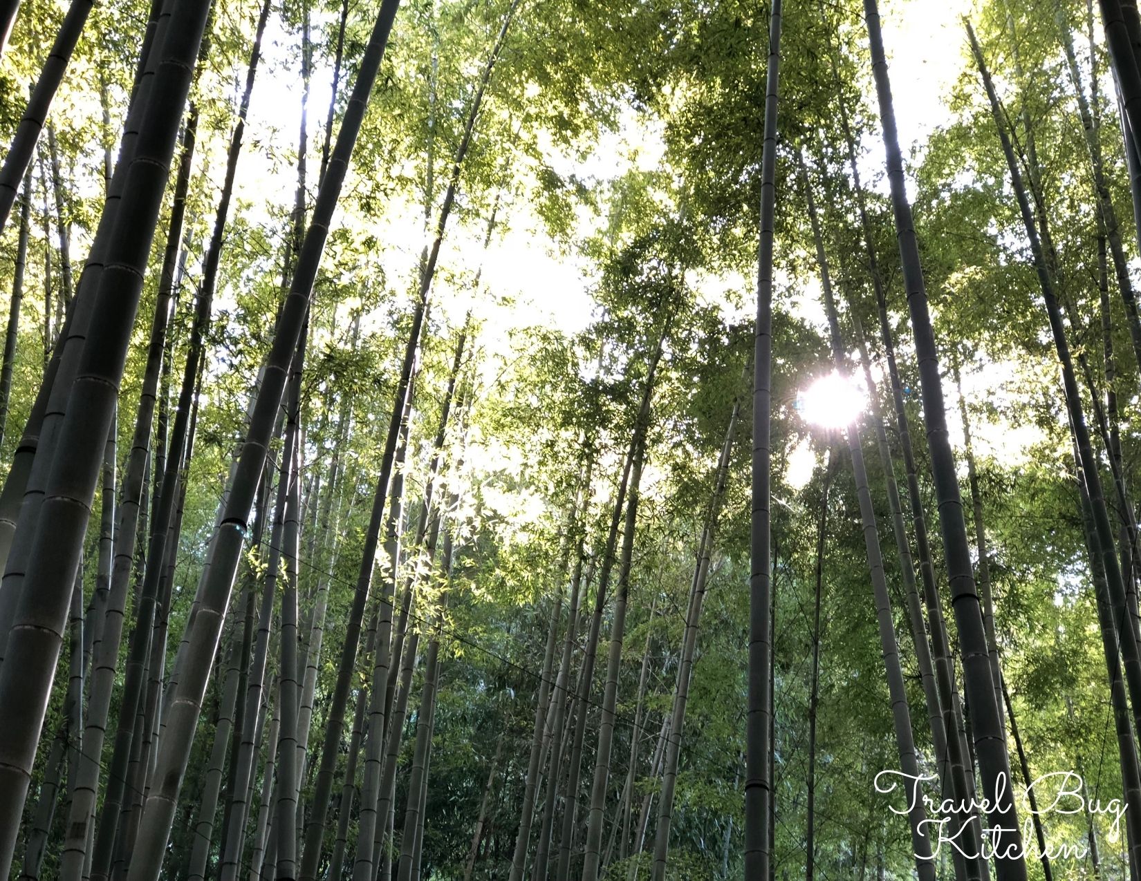 Bamboo Forest