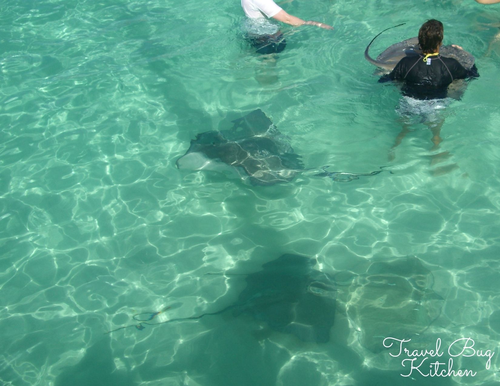 Swim with stingray at Cayman Island